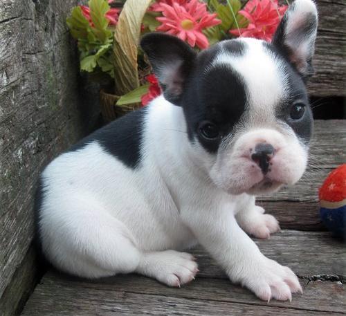 Cachorros de bulldog francés