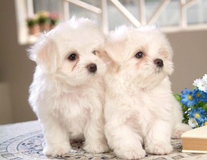 impresionantes cachorros malteses