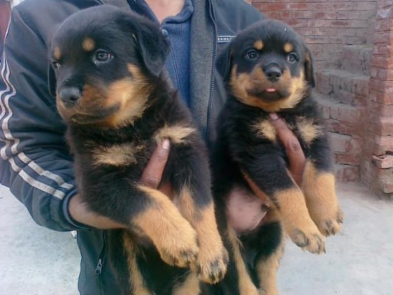 Cachorros de Rottweiler Hermosos.
