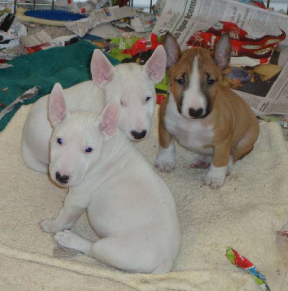 
Precio Bull Terrier...........<strong>    $18,000.00  A   $25,000.00    ( dependiendo tamaño y color)</strong> <br><br>


100% pura raza, registrados todos los papeles en regla se envian a cualquier parte de la Republica.<br><br> 

<li>Contrato de compraventa<br><br></li>


<li>Seguro de vida gratuito por escrito de 5 años que cubre muerte en caso de cuestiones virales</li>
<br><br>

<li>Garantía de Pureza Racial<br><br></li>

<li>Certificado de registro inicial que extiende la Federación Canófila Mexicana donde los cachorros se entregan con tatuaje y microchip</li>

