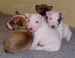 
Precio Bull Terrier...........<strong>    $18,000.00  A   $25,000.00    ( dependiendo tamaño y color)</strong> <br><br>


100% pura raza, registrados todos los papeles en regla se envian a cualquier parte de la Republica.<br><br> 

<li>Contrato de compraventa<br><br></li>


<li>Seguro de vida gratuito por escrito de 5 años que cubre muerte en caso de cuestiones virales</li>
<br><br>

<li>Garantía de Pureza Racial<br><br></li>

<li>Certificado de registro inicial que extiende la Federación Canófila Mexicana donde los cachorros se entregan con tatuaje y microchip</li>

