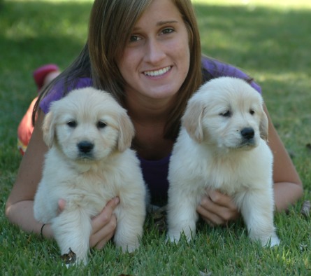 Cachorros de Golden Retriever