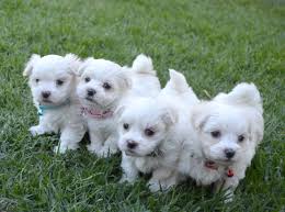 Maltese Puppies disponibles