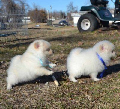 
<br>listo para ir a sus hogares para siempre nuestros cachorros
<br>se plantean en nuestra casa y son bien socializados a
<br>vistas, los sonidos y las personas, especialmente los niños!
<br>Se manejan todos los días y le hará un
<br>compañera maravillosa familia. El padre y la madre
<br>tienen gran temperamento.