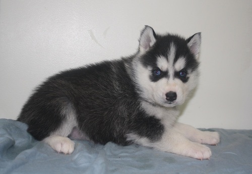 Perritos del husky siberiano lindo para la venta. elevado