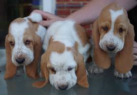 
Precio Basset hound...........<strong>$16,500.00</strong> <br><br>

100% pura raza, registrados todos los papeles en regla se envian a cualquier parte de la Republica.<br><br> 

<li>Contrato de compraventa<br><br></li>


<li>Seguro de vida gratuito por escrito de 5 años que cubre muerte en caso de cuestiones virales</li>
<br><br>

<li>Garantía de Pureza Racial<br><br></li>


<li>Certificado de registro inicial que extiende la Federación Canófila Mexicana donde los cachorros se entregan con tatuaje y microchip<br><br></li>

