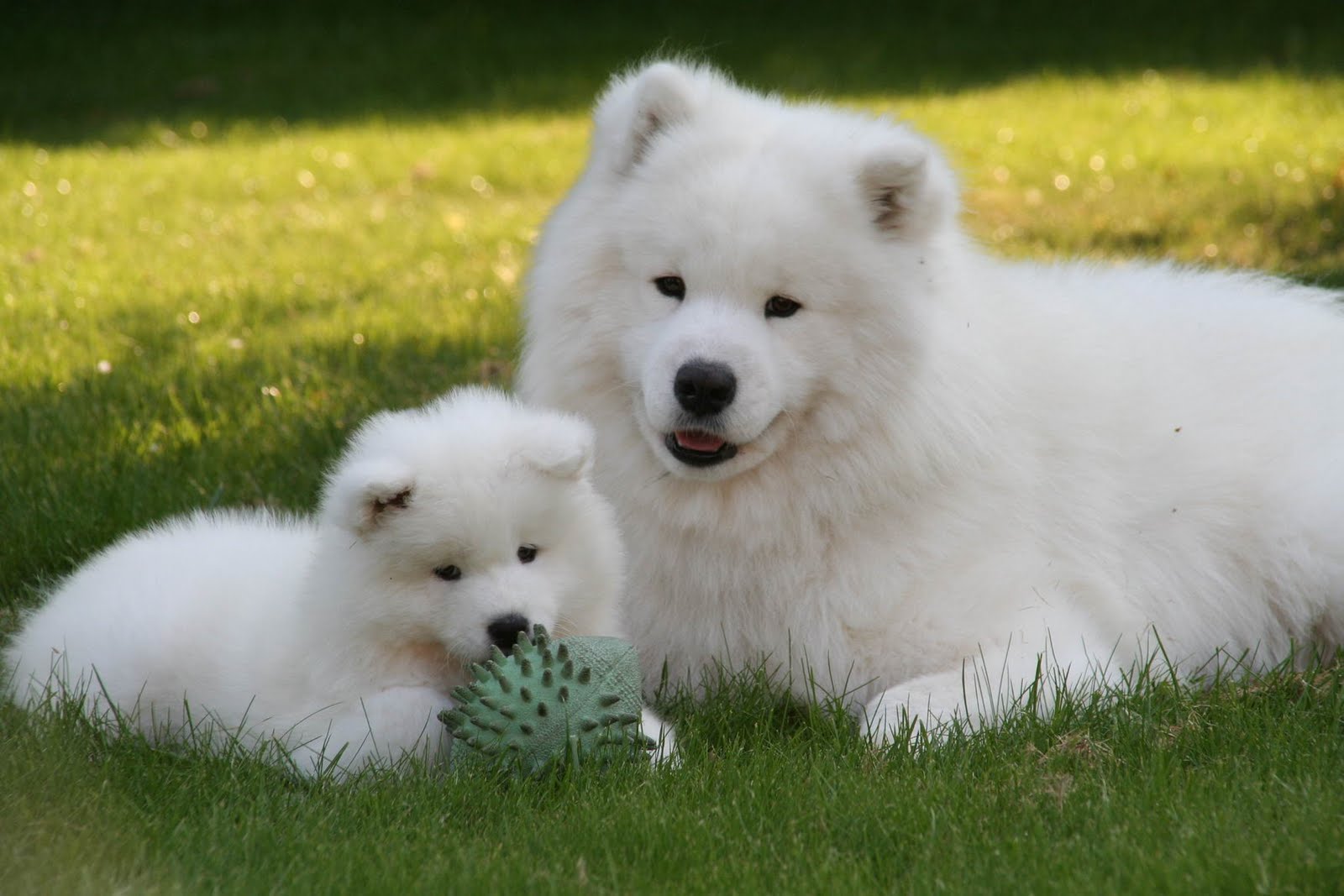 
Precio Samoyedo...........<strong>$35,000.00</strong> <br><br>


100% pura raza, registrados todos los papeles en regla se envian a cualquier parte de la Republica.<br><br> 

<li>Contrato de compraventa<br><br></li>


<li>Seguro de vida gratuito por escrito de 5 años que cubre muerte en caso de cuestiones virales</li>
<br><br>

<li>Garantía de Pureza Racial<br><br></li>

<li>Certificado de registro inicial que extiende la Federación Canófila Mexicana donde los cachorros se entregan con tatuaje y microchip</li>

