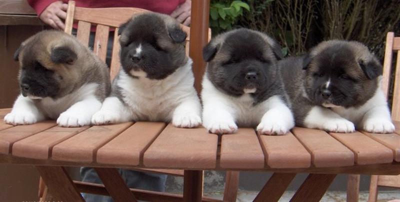  Akita cachorros
<br>
<br>
<br> Akita cachorros