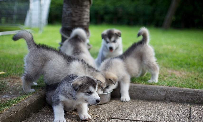  alaskan malamute cachorros