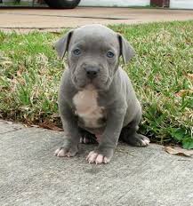  Pittbull Cachorros
<br>
<br>
<br>
<br> Pittbull Cachorros