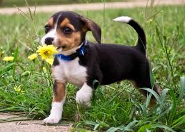 
Precio Beagle...........<strong>$16,500.00</strong> <br><br>

100% pura raza, registrados todos los papeles en regla se envian a cualquier parte de la Republica.<br><br> 

<li>Contrato de compraventa<br><br></li>


<li>Seguro de vida gratuito por escrito de 5 años que cubre muerte en caso de cuestiones virales</li>
<br><br>

<li>Garantía de Pureza Racial<br><br></li>


<li>Certificado de registro inicial que extiende la Federación Canófila Mexicana donde los cachorros se entregan con tatuaje y microchip<br><br></li>

