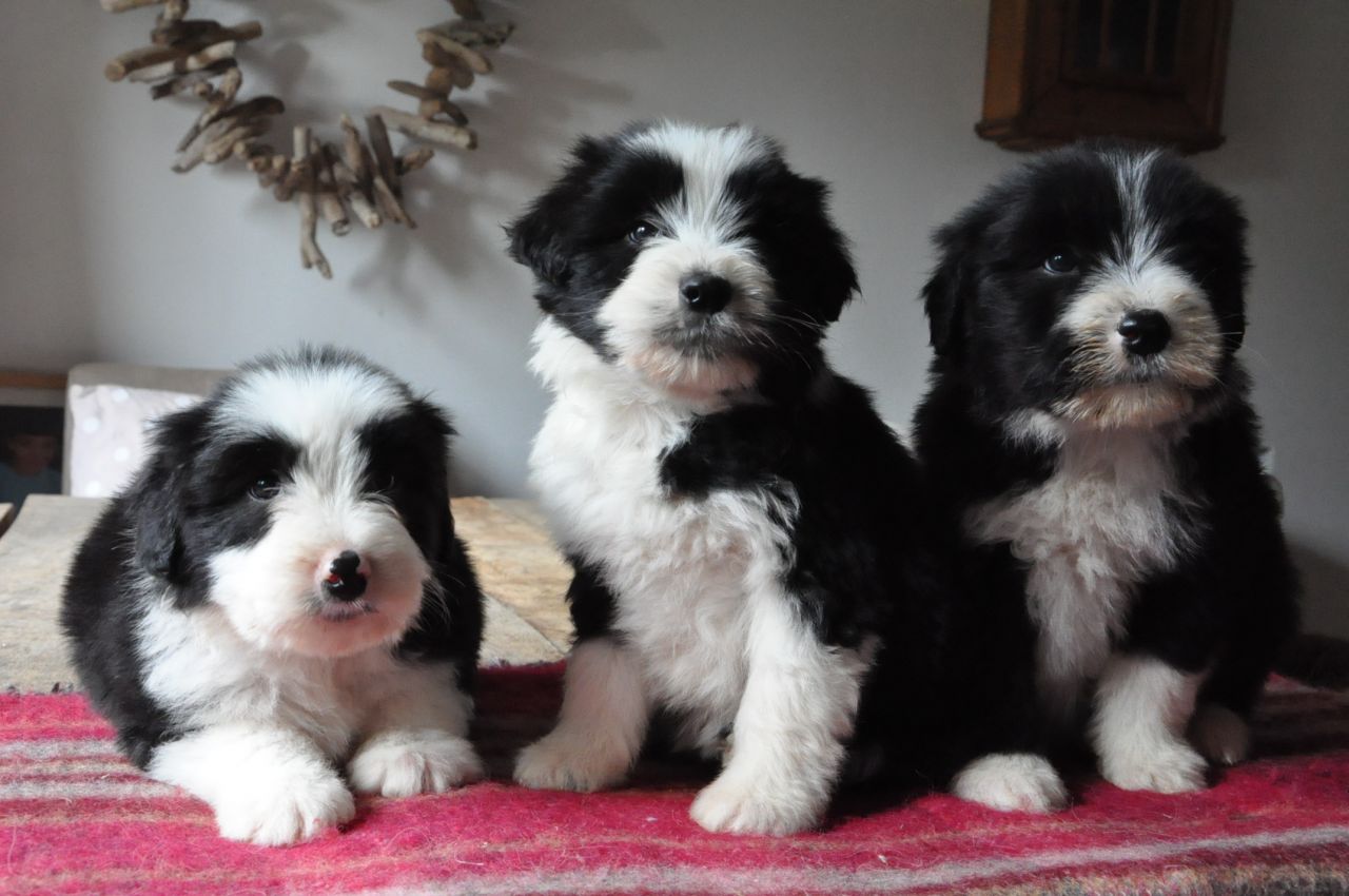  Cachorros collie barbudo
<br>
<br> Cachorros collie barbudo