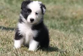 
Precio Border collie...........<strong> $16,500.00</strong> <br><br>


100% pura raza, registrados todos los papeles en regla se envian a cualquier parte de la Republica.<br><br> 

<li>Contrato de compraventa<br><br></li>


<li>Seguro de vida gratuito por escrito de 5 años que cubre muerte en caso de cuestiones virales</li>
<br><br>

<li>Garantía de Pureza Racial<br><br></li>

<li>Certificado de registro inicial que extiende la Federación Canófila Mexicana donde los cachorros se entregan con tatuaje y microchip</li>

