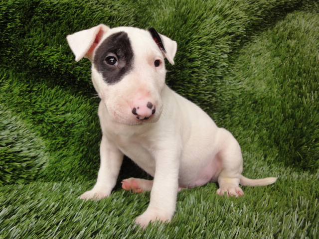  BULL TERRIER CACHORROS