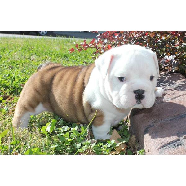 
Precio Bulldog...........<strong>   $35,000.00  A   $60,000.00    (dependiendo la calidad)</strong> <br><br>


100% pura raza, registrados todos los papeles en regla se envian a cualquier parte de la Republica.<br><br> 

<li>Contrato de compraventa<br><br></li>


<li>Seguro de vida gratuito por escrito de 5 años que cubre muerte en caso de cuestiones virales</li>
<br><br>

<li>Garantía de Pureza Racial<br><br></li>

<li>Certificado de registro inicial que extiende la Federación Canófila Mexicana donde los cachorros se entregan con tatuaje y microchip</li>

