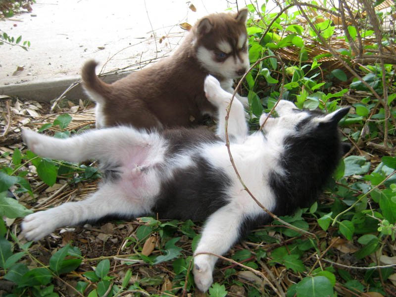   Gorgeous cachorros husky siberiano