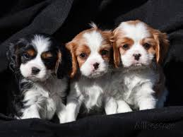 Cavalier rey charles cachorros