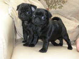 Pug cachorros adorables