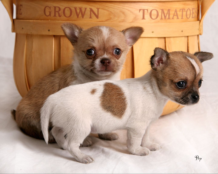  CAMADAS CACHORROS DE CHIHUAHUS,