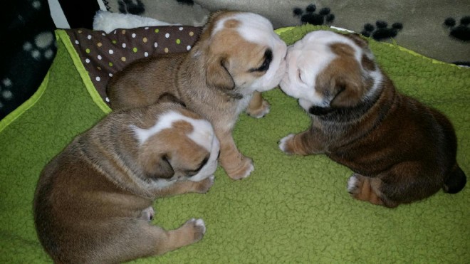 dulcis et nice anglicus bulldog puppy for sale ad explorandum idoneum nice domum comfortable