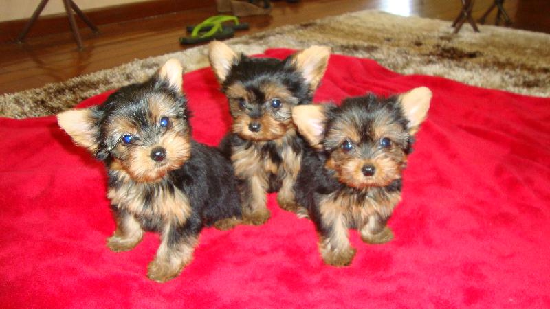 
Precio Yorkshire Terrier...........<strong>$18,000.00   A   $25,000.00  (dependiendo del tamaño, sexo, color y calidad)</strong> <br><br>


100% pura raza, registrados todos los papeles en regla se envian a cualquier parte de la Republica.<br><br> 

<li>Contrato de compraventa<br><br></li>


<li>Seguro de vida gratuito por escrito de 5 años que cubre muerte en caso de cuestiones virales</li>
<br><br>

<li>Garantía de Pureza Racial<br><br></li>

<li>Certificado de registro inicial que extiende la Federación Canófila Mexicana donde los cachorros se entregan con tatuaje y microchip</li>

