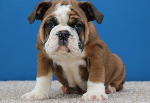 Cachorros saludable Bulldog Inglés disponibles Ya Por Adopción !!