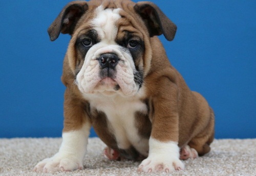 
Precio Bulldog...........<strong>   $35,000.00  A   $60,000.00    (dependiendo la calidad)</strong> <br><br>


100% pura raza, registrados todos los papeles en regla se envian a cualquier parte de la Republica.<br><br> 

<li>Contrato de compraventa<br><br></li>


<li>Seguro de vida gratuito por escrito de 5 años que cubre muerte en caso de cuestiones virales</li>
<br><br>

<li>Garantía de Pureza Racial<br><br></li>

<li>Certificado de registro inicial que extiende la Federación Canófila Mexicana donde los cachorros se entregan con tatuaje y microchip</li>

