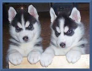 Perritos del husky siberiano ojos azules Ready