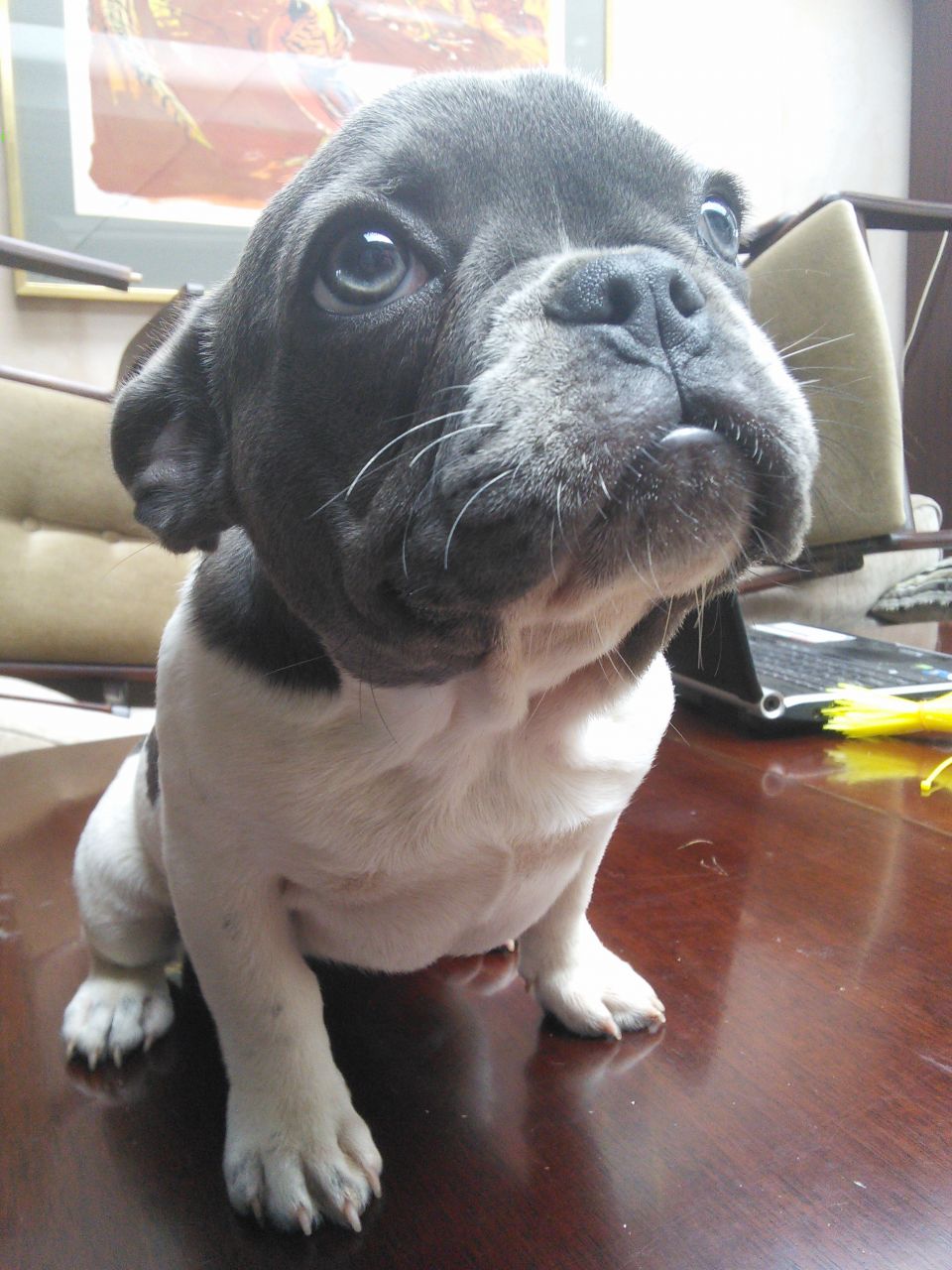 azules cachorros de bulldog francés