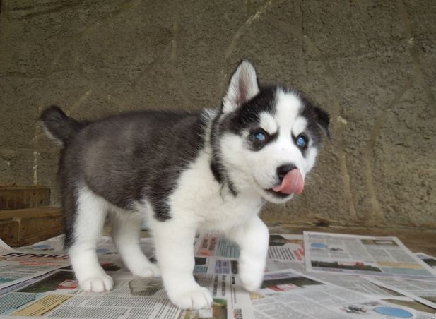 
Precio Siberian husky...........<strong>            $18,500.00  A  $22,000.00  (dependiendo del color)</strong> <br><br>


100% pura raza, registrados todos los papeles en regla se envian a cualquier parte de la Republica.<br><br> 

<li>Contrato de compraventa<br><br></li>


<li>Seguro de vida gratuito por escrito de 5 años que cubre muerte en caso de cuestiones virales</li>
<br><br>

<li>Garantía de Pureza Racial<br><br></li>

<li>Certificado de registro inicial que extiende la Federación Canófila Mexicana donde los cachorros se entregan con tatuaje y microchip</li>

