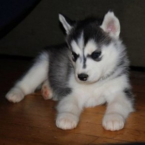 
Precio Siberian husky...........<strong>            $18,500.00  A  $22,000.00  (dependiendo del color)</strong> <br><br>


100% pura raza, registrados todos los papeles en regla se envian a cualquier parte de la Republica.<br><br> 

<li>Contrato de compraventa<br><br></li>


<li>Seguro de vida gratuito por escrito de 5 años que cubre muerte en caso de cuestiones virales</li>
<br><br>

<li>Garantía de Pureza Racial<br><br></li>

<li>Certificado de registro inicial que extiende la Federación Canófila Mexicana donde los cachorros se entregan con tatuaje y microchip</li>


