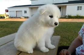 CACHORROS URGENTE  DE JUGUETES SAMOYEDO 