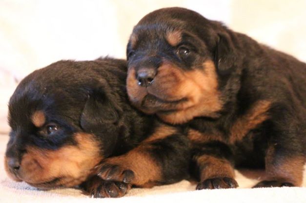 
Precio Rottweiler...........<strong>   $18,000.00</strong> <br><br>


100% pura raza, registrados todos los papeles en regla se envian a cualquier parte de la Republica.<br><br> 

<li>Contrato de compraventa<br><br></li>


<li>Seguro de vida gratuito por escrito de 5 años que cubre muerte en caso de cuestiones virales</li>
<br><br>

<li>Garantía de Pureza Racial<br><br></li>

<li>Certificado de registro inicial que extiende la Federación Canófila Mexicana donde los cachorros se entregan con tatuaje y microchip</li>

