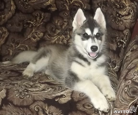  pura AKC ojos azules cachorros Husky siberianos 