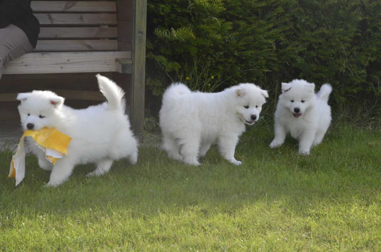 
Precio Samoyedo...........<strong>$35,000.00</strong> <br><br>


100% pura raza, registrados todos los papeles en regla se envian a cualquier parte de la Republica.<br><br> 

<li>Contrato de compraventa<br><br></li>


<li>Seguro de vida gratuito por escrito de 5 años que cubre muerte en caso de cuestiones virales</li>
<br><br>

<li>Garantía de Pureza Racial<br><br></li>

<li>Certificado de registro inicial que extiende la Federación Canófila Mexicana donde los cachorros se entregan con tatuaje y microchip</li>

