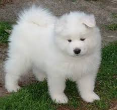 
Precio Samoyedo...........<strong>$35,000.00</strong> <br><br>


100% pura raza, registrados todos los papeles en regla se envian a cualquier parte de la Republica.<br><br> 

<li>Contrato de compraventa<br><br></li>


<li>Seguro de vida gratuito por escrito de 5 años que cubre muerte en caso de cuestiones virales</li>
<br><br>

<li>Garantía de Pureza Racial<br><br></li>

<li>Certificado de registro inicial que extiende la Federación Canófila Mexicana donde los cachorros se entregan con tatuaje y microchip</li>

