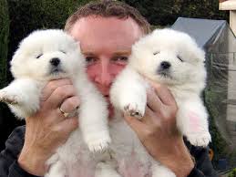 JUGUETES  CACHORROS samoyedo