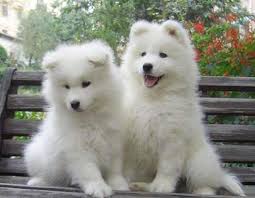 Perritos del samoyedo regalo Thoroughbred AKC 