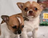 
Precio Chihuahua...........<strong>     $16,500.00  A   $20,000.00    (dependiendo del tamaño y color)</strong> <br><br>


100% pura raza, registrados todos los papeles en regla se envian a cualquier parte de la Republica.<br><br> 

<li>Contrato de compraventa<br><br></li>


<li>Seguro de vida gratuito por escrito de 5 años que cubre muerte en caso de cuestiones virales</li>
<br><br>

<li>Garantía de Pureza Racial<br><br></li>

<li>Certificado de registro inicial que extiende la Federación Canófila Mexicana donde los cachorros se entregan con tatuaje y microchip</li>


