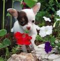 
Precio Chihuahua...........<strong>     $16,500.00  A   $20,000.00    (dependiendo del tamaño y color)</strong> <br><br>


100% pura raza, registrados todos los papeles en regla se envian a cualquier parte de la Republica.<br><br> 

<li>Contrato de compraventa<br><br></li>


<li>Seguro de vida gratuito por escrito de 5 años que cubre muerte en caso de cuestiones virales</li>
<br><br>

<li>Garantía de Pureza Racial<br><br></li>

<li>Certificado de registro inicial que extiende la Federación Canófila Mexicana donde los cachorros se entregan con tatuaje y microchip</li>

