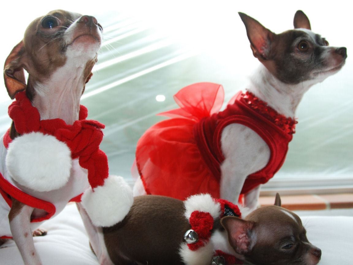 
Precio Chihuahua...........<strong>     $16,500.00  A   $20,000.00    (dependiendo del tamaño y color)</strong> <br><br>


100% pura raza, registrados todos los papeles en regla se envian a cualquier parte de la Republica.<br><br> 

<li>Contrato de compraventa<br><br></li>


<li>Seguro de vida gratuito por escrito de 5 años que cubre muerte en caso de cuestiones virales</li>
<br><br>

<li>Garantía de Pureza Racial<br><br></li>

<li>Certificado de registro inicial que extiende la Federación Canófila Mexicana donde los cachorros se entregan con tatuaje y microchip</li>

