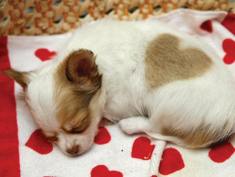 
Precio Chihuahua...........<strong>     $16,500.00  A   $20,000.00    (dependiendo del tamaño y color)</strong> <br><br>


100% pura raza, registrados todos los papeles en regla se envian a cualquier parte de la Republica.<br><br> 

<li>Contrato de compraventa<br><br></li>


<li>Seguro de vida gratuito por escrito de 5 años que cubre muerte en caso de cuestiones virales</li>
<br><br>

<li>Garantía de Pureza Racial<br><br></li>

<li>Certificado de registro inicial que extiende la Federación Canófila Mexicana donde los cachorros se entregan con tatuaje y microchip</li>

