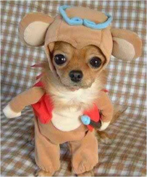 
Precio Chihuahua...........<strong>     $16,500.00  A   $20,000.00    (dependiendo del tamaño y color)</strong> <br><br>


100% pura raza, registrados todos los papeles en regla se envian a cualquier parte de la Republica.<br><br> 

<li>Contrato de compraventa<br><br></li>


<li>Seguro de vida gratuito por escrito de 5 años que cubre muerte en caso de cuestiones virales</li>
<br><br>

<li>Garantía de Pureza Racial<br><br></li>

<li>Certificado de registro inicial que extiende la Federación Canófila Mexicana donde los cachorros se entregan con tatuaje y microchip</li>

