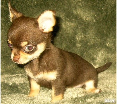 
Precio Chihuahua...........<strong>     $16,500.00  A   $20,000.00    (dependiendo del tamaño y color)</strong> <br><br>


100% pura raza, registrados todos los papeles en regla se envian a cualquier parte de la Republica.<br><br> 

<li>Contrato de compraventa<br><br></li>


<li>Seguro de vida gratuito por escrito de 5 años que cubre muerte en caso de cuestiones virales</li>
<br><br>

<li>Garantía de Pureza Racial<br><br></li>

<li>Certificado de registro inicial que extiende la Federación Canófila Mexicana donde los cachorros se entregan con tatuaje y microchip</li>

