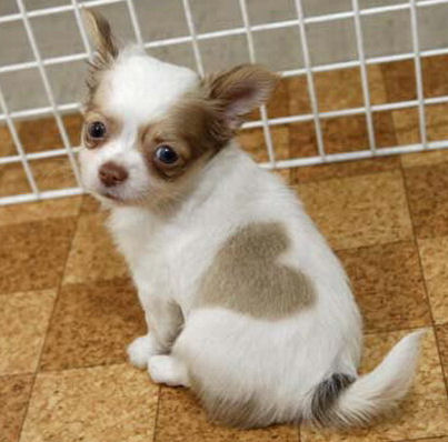 
Precio Chihuahua...........<strong>     $16,500.00  A   $20,000.00    (dependiendo del tamaño y color)</strong> <br><br>


100% pura raza, registrados todos los papeles en regla se envian a cualquier parte de la Republica.<br><br> 

<li>Contrato de compraventa<br><br></li>


<li>Seguro de vida gratuito por escrito de 5 años que cubre muerte en caso de cuestiones virales</li>
<br><br>

<li>Garantía de Pureza Racial<br><br></li>

<li>Certificado de registro inicial que extiende la Federación Canófila Mexicana donde los cachorros se entregan con tatuaje y microchip</li>

