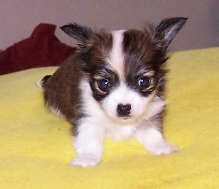 
Precio Chihuahua...........<strong>     $16,500.00  A   $20,000.00    (dependiendo del tamaño y color)</strong> <br><br>


100% pura raza, registrados todos los papeles en regla se envian a cualquier parte de la Republica.<br><br> 

<li>Contrato de compraventa<br><br></li>


<li>Seguro de vida gratuito por escrito de 5 años que cubre muerte en caso de cuestiones virales</li>
<br><br>

<li>Garantía de Pureza Racial<br><br></li>

<li>Certificado de registro inicial que extiende la Federación Canófila Mexicana donde los cachorros se entregan con tatuaje y microchip</li>

