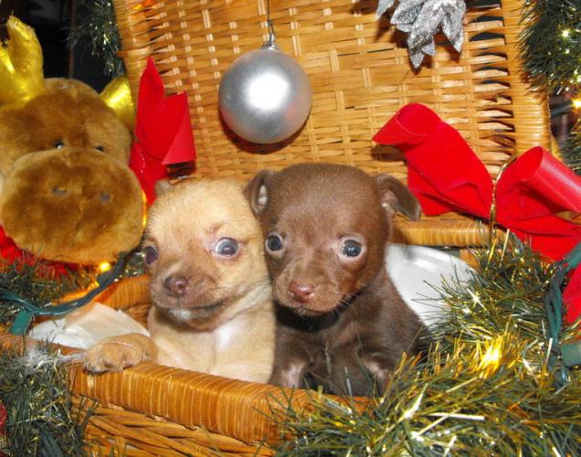 
Precio Chihuahua...........<strong>     $16,500.00  A   $20,000.00    (dependiendo del tamaño y color)</strong> <br><br>


100% pura raza, registrados todos los papeles en regla se envian a cualquier parte de la Republica.<br><br> 

<li>Contrato de compraventa<br><br></li>


<li>Seguro de vida gratuito por escrito de 5 años que cubre muerte en caso de cuestiones virales</li>
<br><br>

<li>Garantía de Pureza Racial<br><br></li>

<li>Certificado de registro inicial que extiende la Federación Canófila Mexicana donde los cachorros se entregan con tatuaje y microchip</li>

