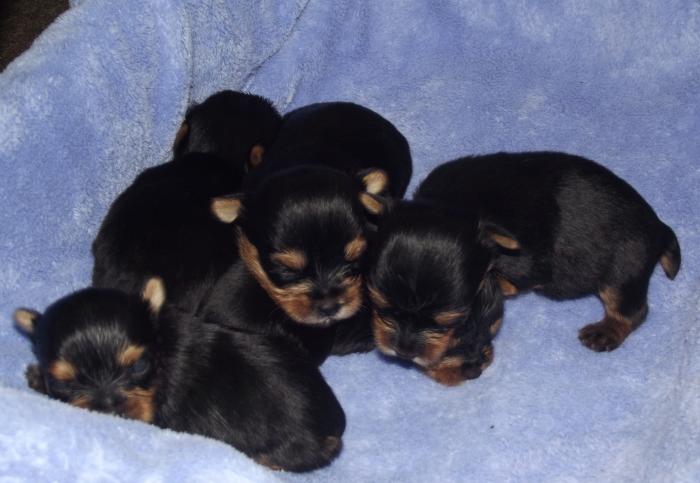 
Precio Chihuahua...........<strong>     $16,500.00  A   $20,000.00    (dependiendo del tamaño y color)</strong> <br><br>


100% pura raza, registrados todos los papeles en regla se envian a cualquier parte de la Republica.<br><br> 

<li>Contrato de compraventa<br><br></li>


<li>Seguro de vida gratuito por escrito de 5 años que cubre muerte en caso de cuestiones virales</li>
<br><br>

<li>Garantía de Pureza Racial<br><br></li>

<li>Certificado de registro inicial que extiende la Federación Canófila Mexicana donde los cachorros se entregan con tatuaje y microchip</li>

