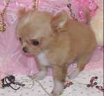 
Precio Chihuahua...........<strong>     $16,500.00  A   $20,000.00    (dependiendo del tamaño y color)</strong> <br><br>


100% pura raza, registrados todos los papeles en regla se envian a cualquier parte de la Republica.<br><br> 

<li>Contrato de compraventa<br><br></li>


<li>Seguro de vida gratuito por escrito de 5 años que cubre muerte en caso de cuestiones virales</li>
<br><br>

<li>Garantía de Pureza Racial<br><br></li>

<li>Certificado de registro inicial que extiende la Federación Canófila Mexicana donde los cachorros se entregan con tatuaje y microchip</li>

