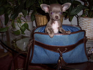 
Precio Chihuahua...........<strong>     $16,500.00  A   $20,000.00    (dependiendo del tamaño y color)</strong> <br><br>


100% pura raza, registrados todos los papeles en regla se envian a cualquier parte de la Republica.<br><br> 

<li>Contrato de compraventa<br><br></li>


<li>Seguro de vida gratuito por escrito de 5 años que cubre muerte en caso de cuestiones virales</li>
<br><br>

<li>Garantía de Pureza Racial<br><br></li>

<li>Certificado de registro inicial que extiende la Federación Canófila Mexicana donde los cachorros se entregan con tatuaje y microchip</li>

